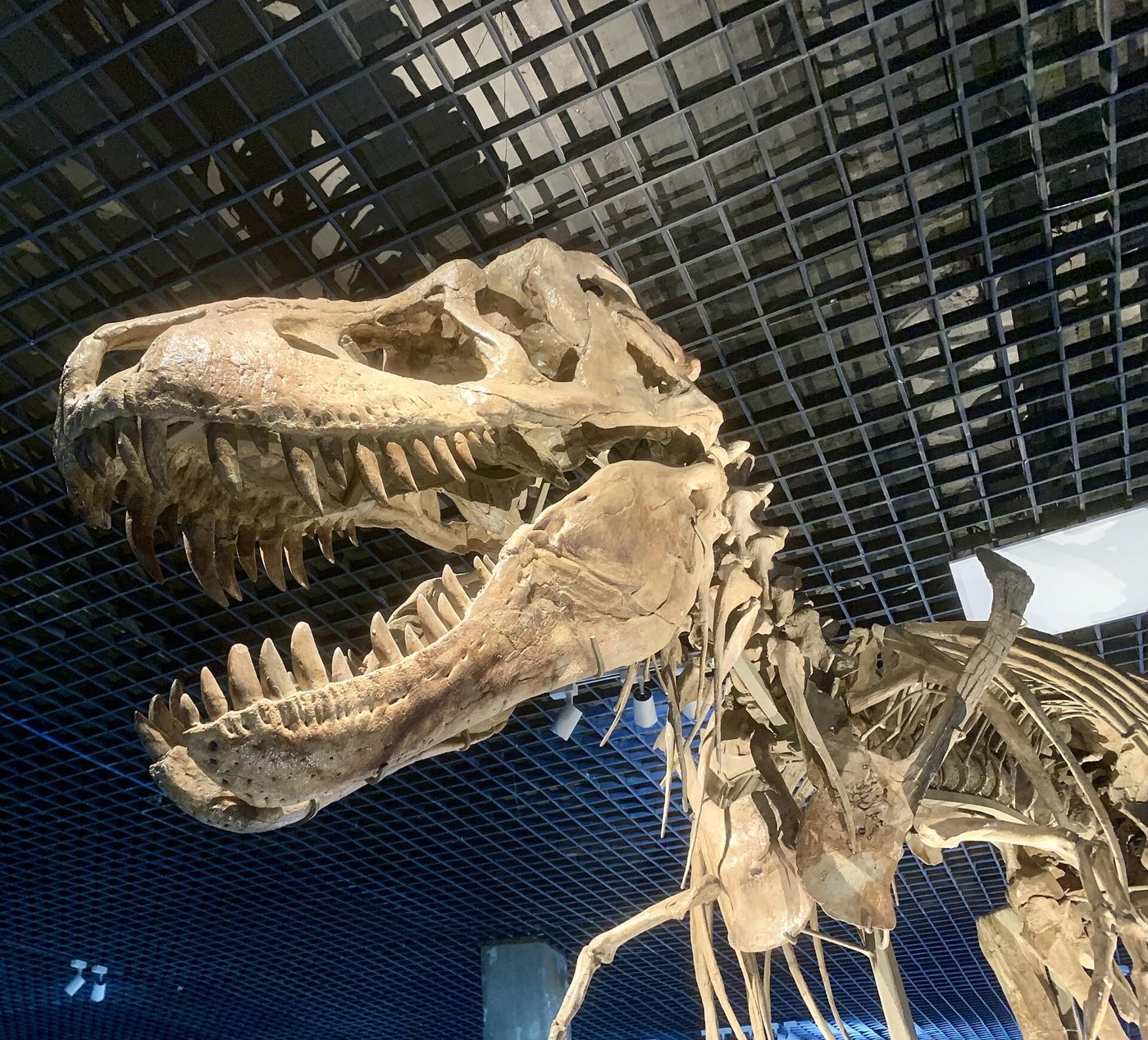 화석